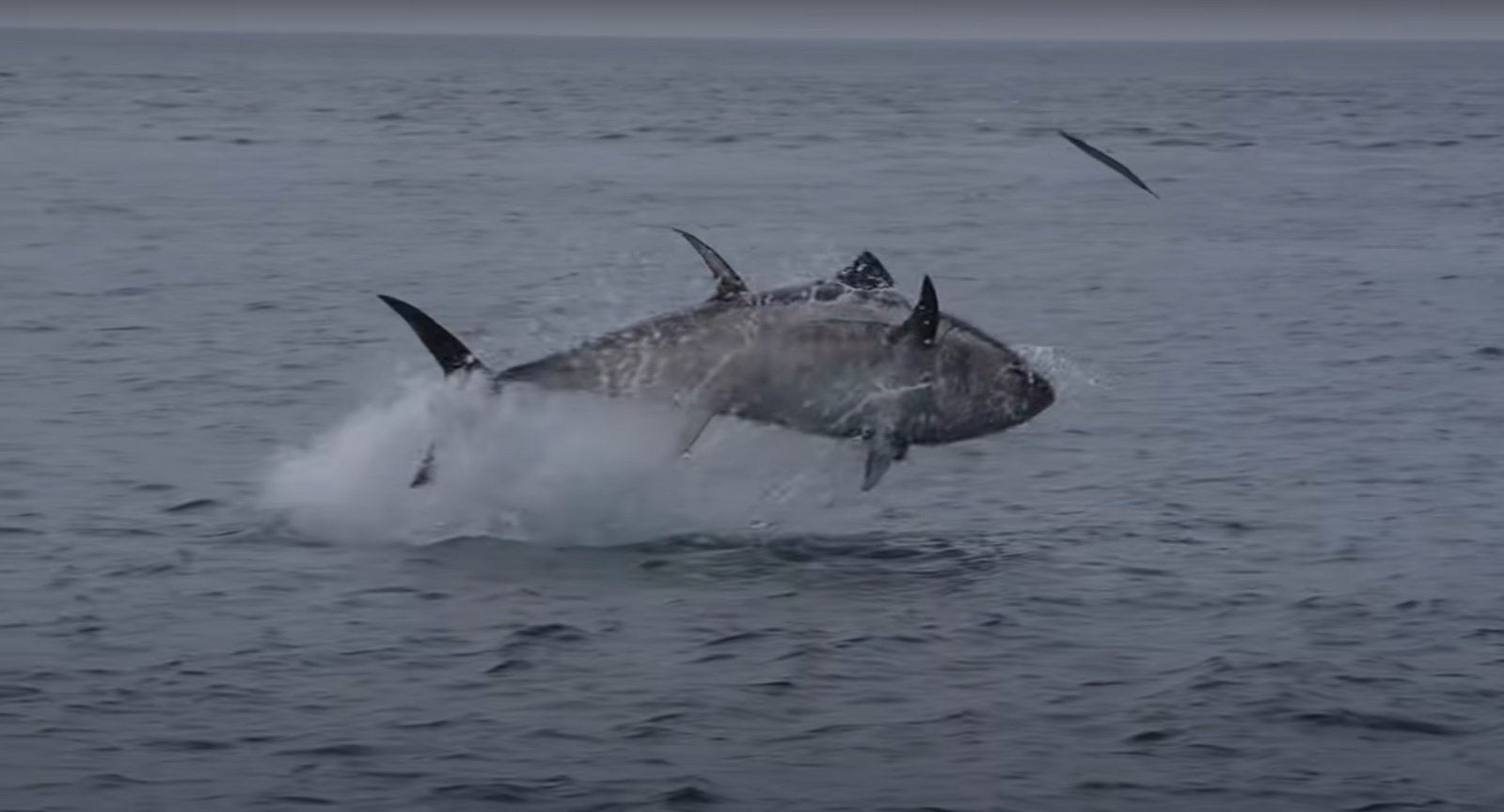 Reuzentonijn in de Noordzee terug van weggeweest [video] - Visserij.nl