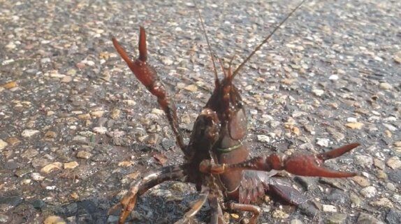 Image for twitter card