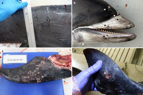 Image for twitter card